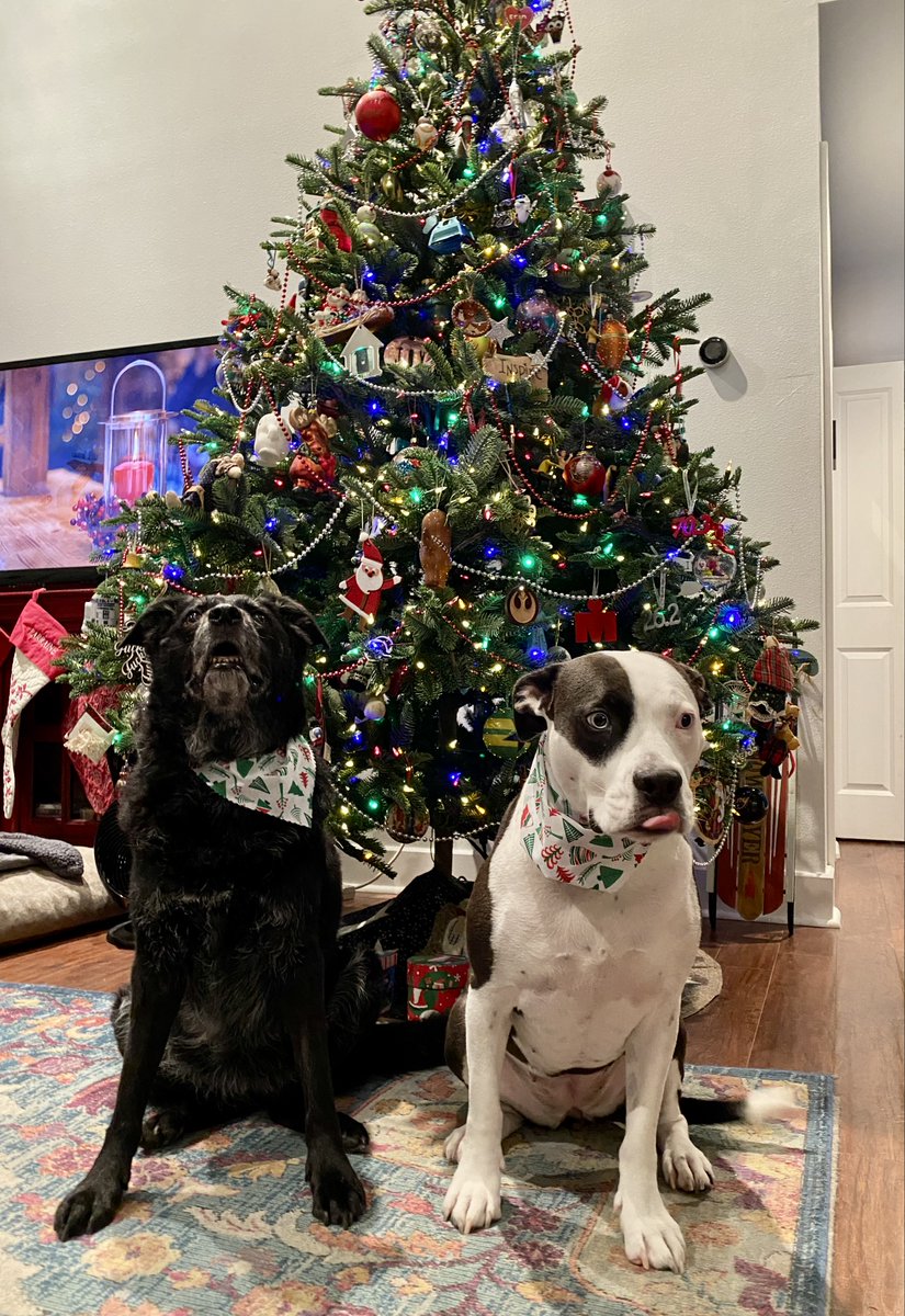 MERRY CHRISTMAS from the Goober Twins!! ♥️🎄🐶🐾