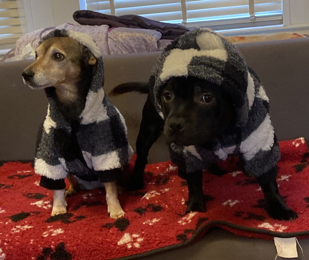 SBewes's tweet photo. Merry Christmas everyone - May we eat drink make merry &amp; make our ancestors proud 🍻🎄#MerryChristmas #dogsoftwitter #staffies #minpins https://t.co/uB8jm4u4uB