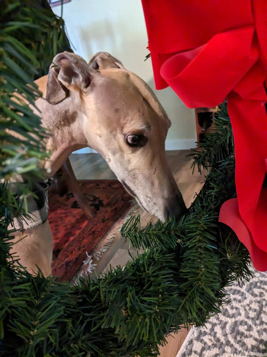 GoFitGirl's tweet photo. Merry, Happy Everything! https://t.co/zBiIfvG8sF