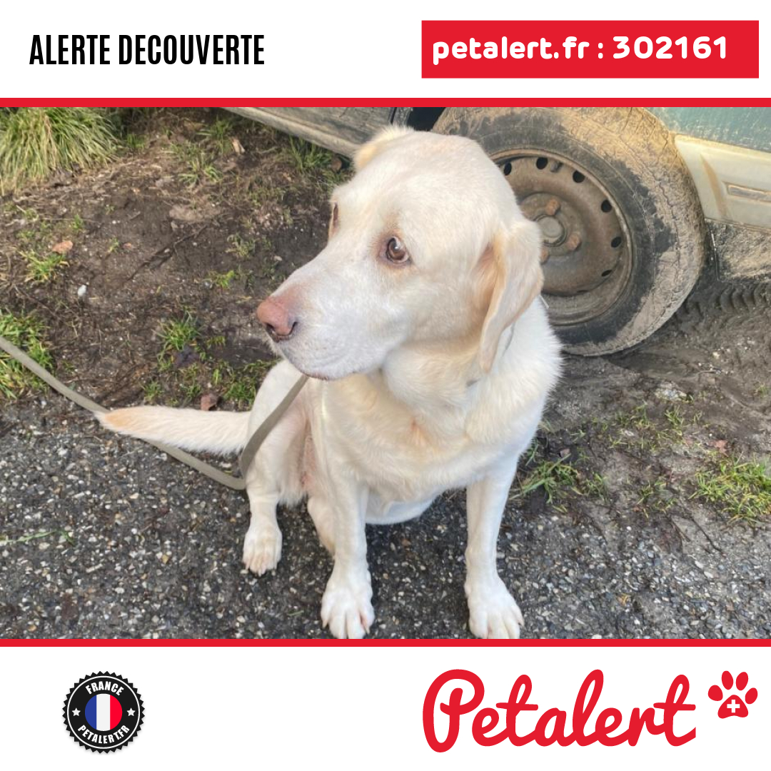 petalert_france's tweet photo. Trouvé #Chien #Savoie #AimeLaPlagne #Petalert #PetAlert73 / https://t.co/EpAZBGpqZT https://t.co/fddvFUa5fX