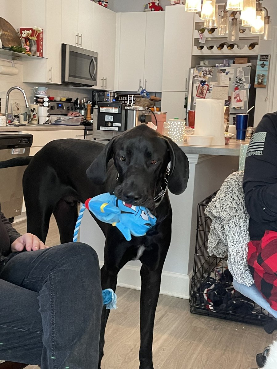 Merry Christmas furends🎄I got lots of new toys to destroy #Christmas #christmasdogs #MerryChristmas #ChristmasMorning #dogs #dogsoftwitter #DogsOnTwitter #DogsofTwittter #greatdane #danelife