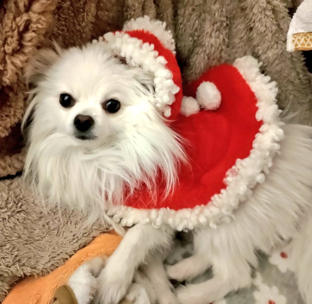 「クリスマス、おもち2歳の誕生日でした。おもちクリスマス仕様。 #ポメラニアン #」|犬飼りっぽ🐾土曜 東シ-12aのイラスト