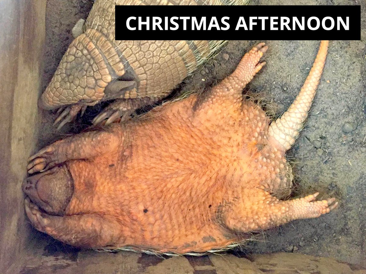 YorkshireWP's tweet photo. The Holiday Armadillos have been enjoying their Christmas treats! Maybe a little too much... ๐
Time for a afternoon nap... ๐ด๐ค
#HolidayArmadillo #ChristmasDinner #OverDoneIt #NapTime #ChristmasVibes https://t.co/5rSwKVG7N4