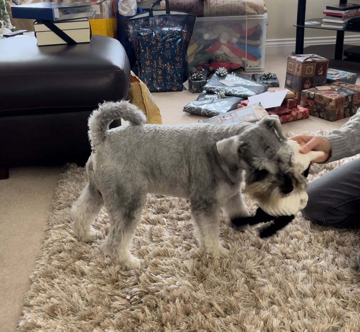 Merlinthemini's tweet photo. @Iam_Sherlock1 Merry Christmas Bestie. Fank you for my lovely presents 🎁 🥰🥰🥰 https://t.co/9OI2evZiIP
