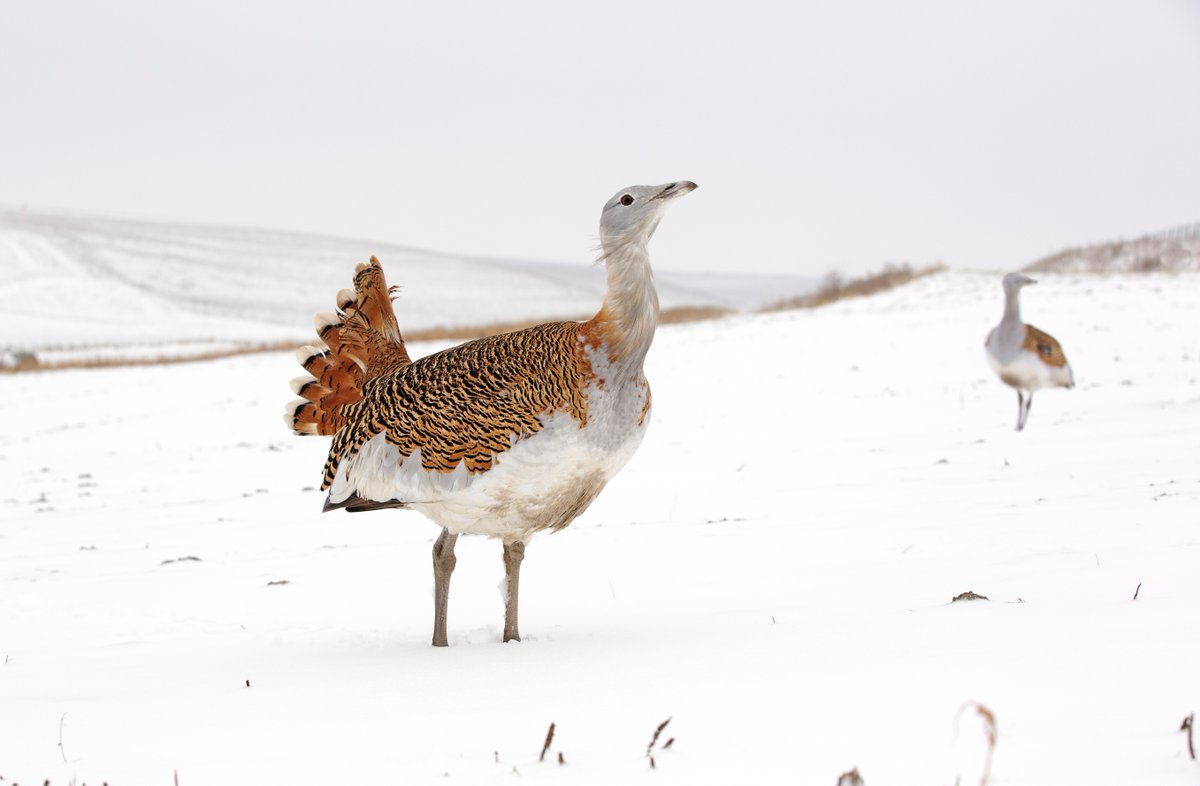 Merry Christmas, everyone!   A big thank you to all who have supported the project this year; here's looking forward to another successful breeding season for Great Bustards in 2023.