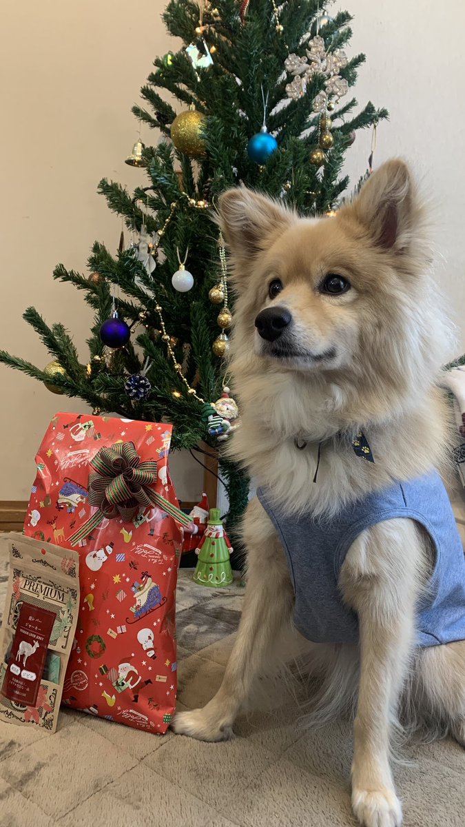 めいめい6歳になりました㊗️🎄

うちに迎えた当時は6歳のお友達がとても大人🐶に見えてたね…
月日の経つ速さを実感すると共に、ここ何年か様々な環境の変化で昔の様に構ってあげられていないな…と、芽生と過ごせる時間を改めて大切にしたいと思いました。

めいめい生まれてきてくれてありがとう🍀