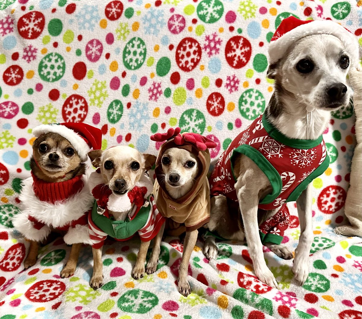 QuaidWillHelp's tweet photo. Merry Christmas from My Family to Yours! 

#MerryChristmas #MerryChristmasYaFilthyAnimal #christmas2022 #Christmas #merrychristmasfrommyfamilytoyours #RoséSangria #Rosé #SkyyBlue #Skyy #PatrónAgave #Patrón #FrecklesLu #Freckles #ItsChristmas #HappyHolidays #Holiday https://t.co/Pv0lNmTMHu