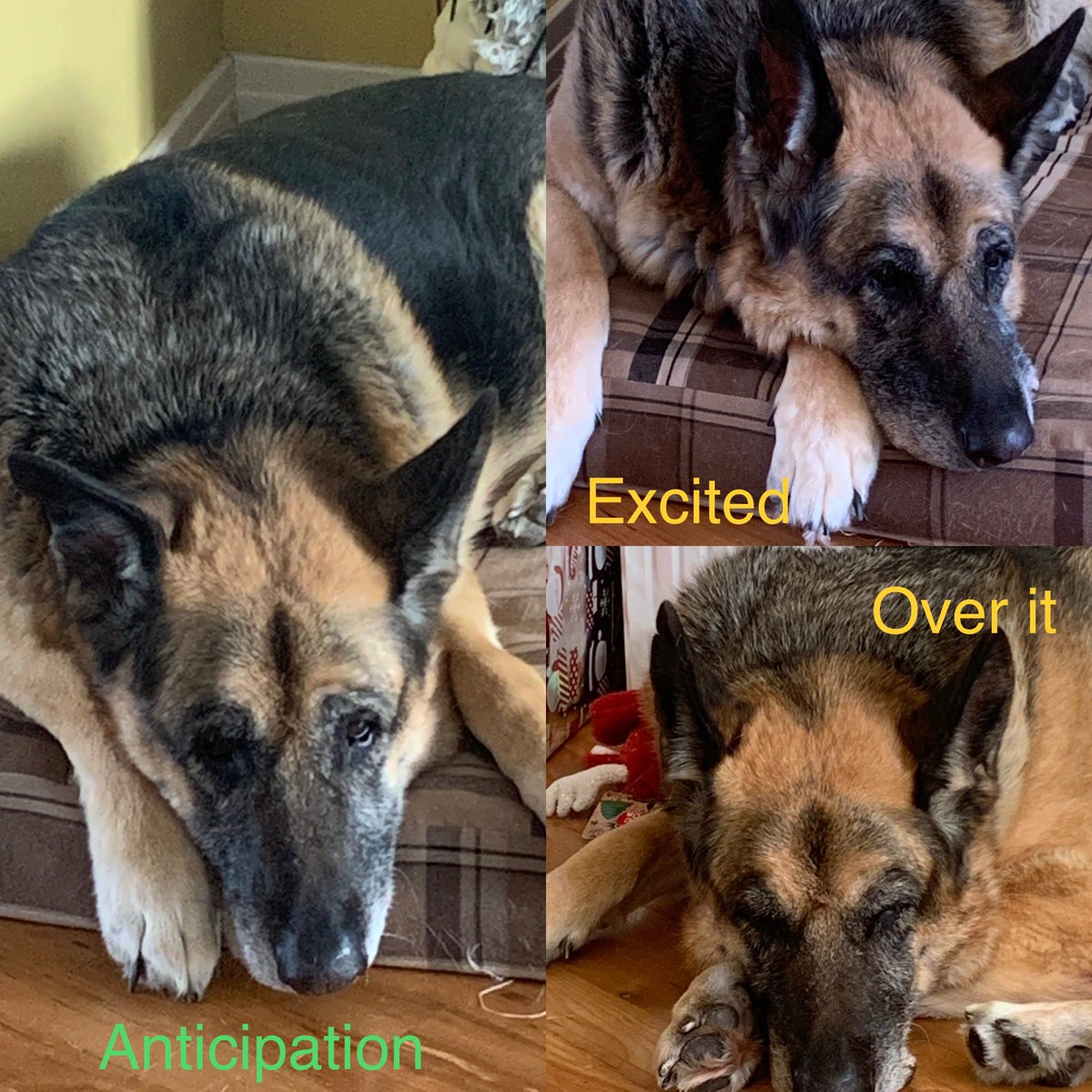 The many faces of our Baby Ace at #christmas … #comfortandjoy or just #comfort ?