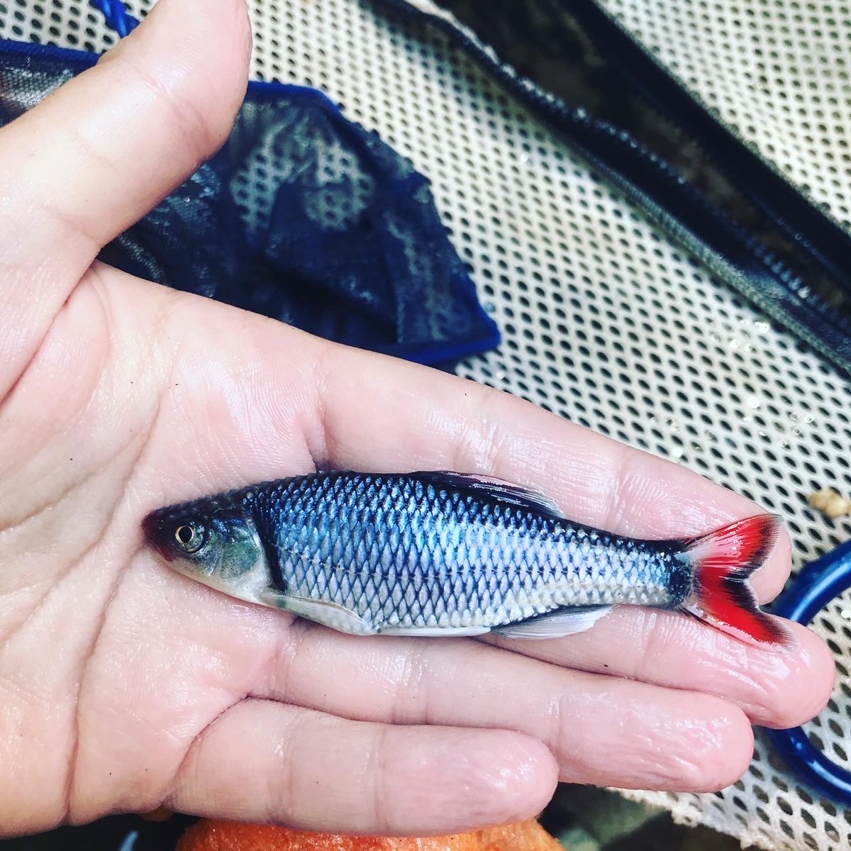 MERRY #FISHMAS!! On this 25th day, I want to talk about the Fieryblack Shiner (Cyprinella pyrrhomelas)! These fish inhabit rocky, swift moving waters and pools in small and medium sized streams/rivers of NC and SC