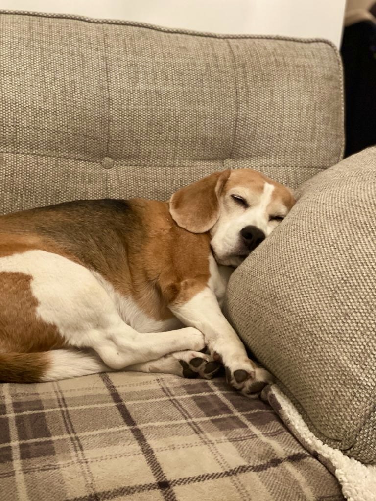 TheBarmyBeagle's tweet image. Can someone just wake me up when the dinner is ready? Thanks
