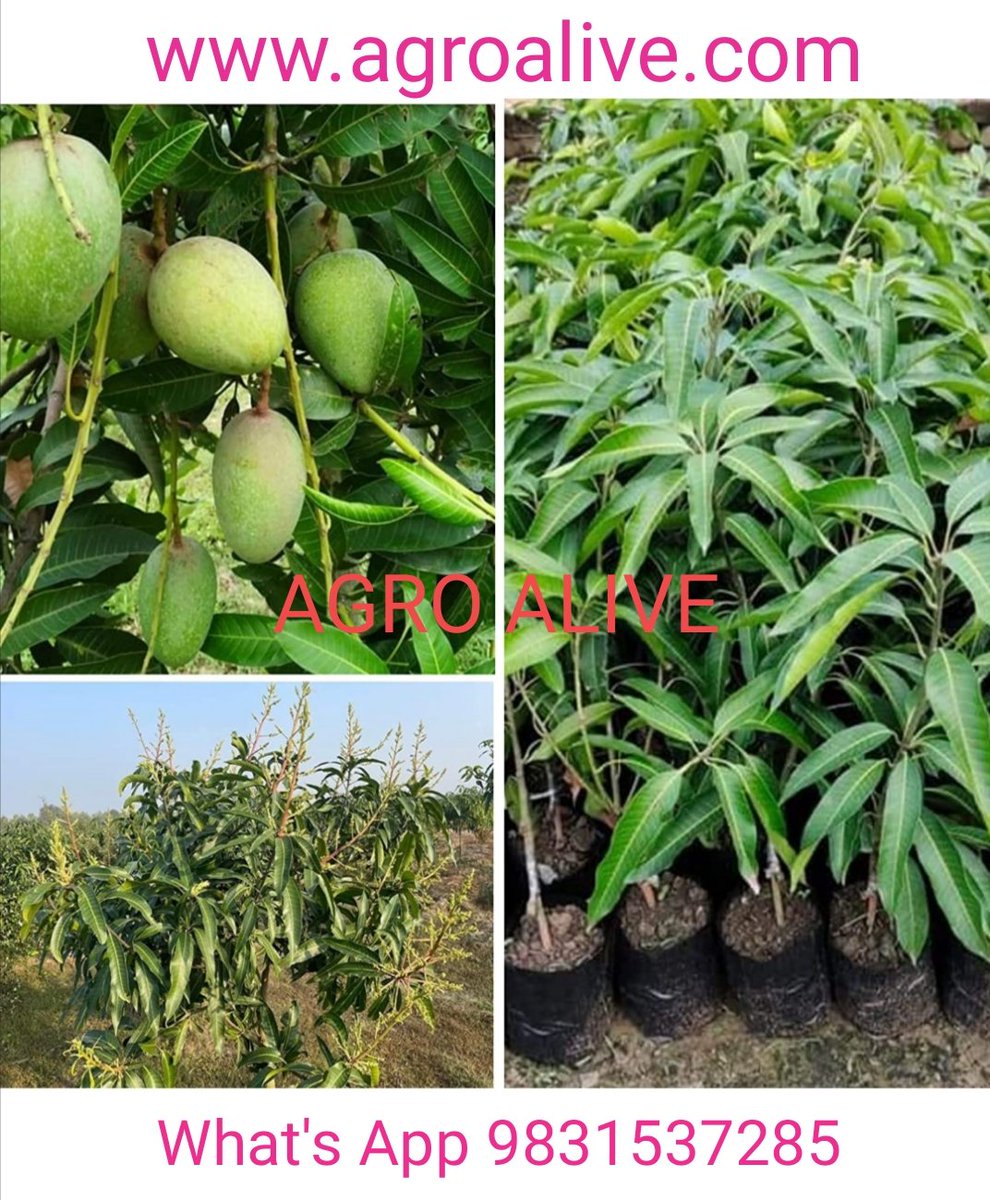 Amrapali Mango plant (Grafted) Plant 2-3 feet Height
👉 Amazon buying Link 
amzn.eu/d/aauabaC
👉🌐 agroalive.com
.
.
.
.
.
#gardening #agroalive #fruitplants #onlinenursery #nursery #farming