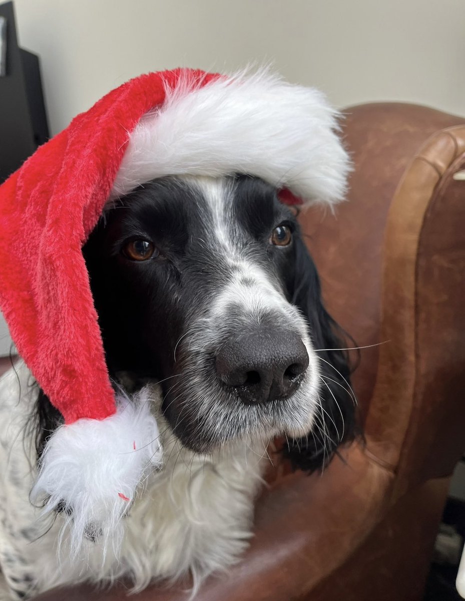 merry christmas everyone!! 🎄

we hope you all had a wonderful day ☺️ 

as our gift from us to you, enjoy some pictures of our festive pets (best gift you will ever receive)