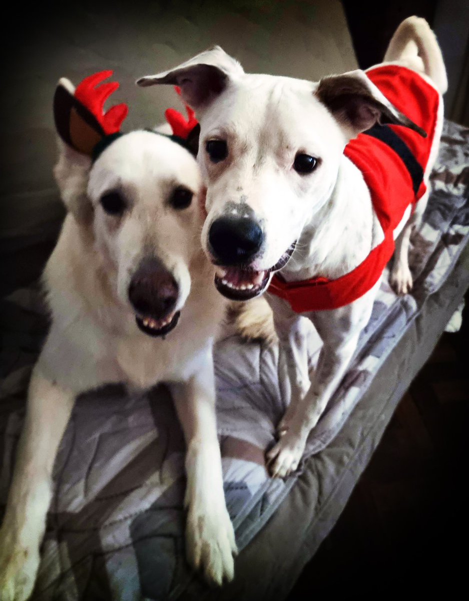 Merry Christmas everyone! 

Mike and I wish you all Happy Holidays, a generous Santa, and unlimited reasons for you to smile. 

Crăciun fericit!