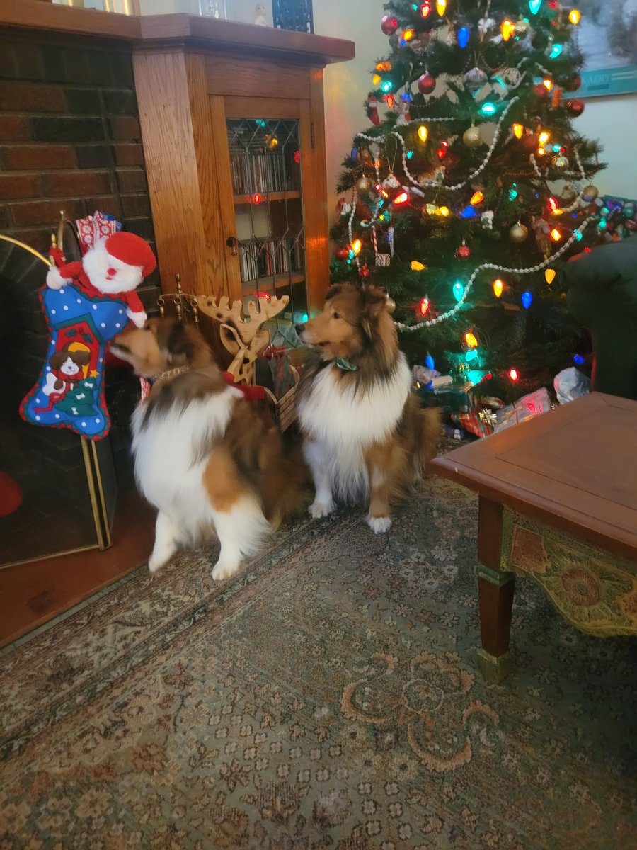 Merry Christmas from London and Vegas! London can't wait to open his stocking.
#MerryChristmas 
#dogsoftwitter