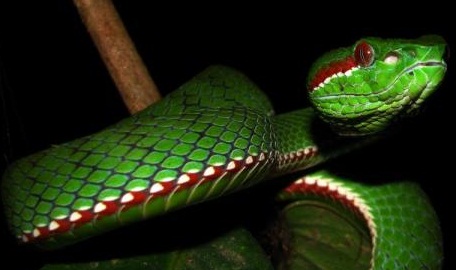 Random Snake Facts tweet media