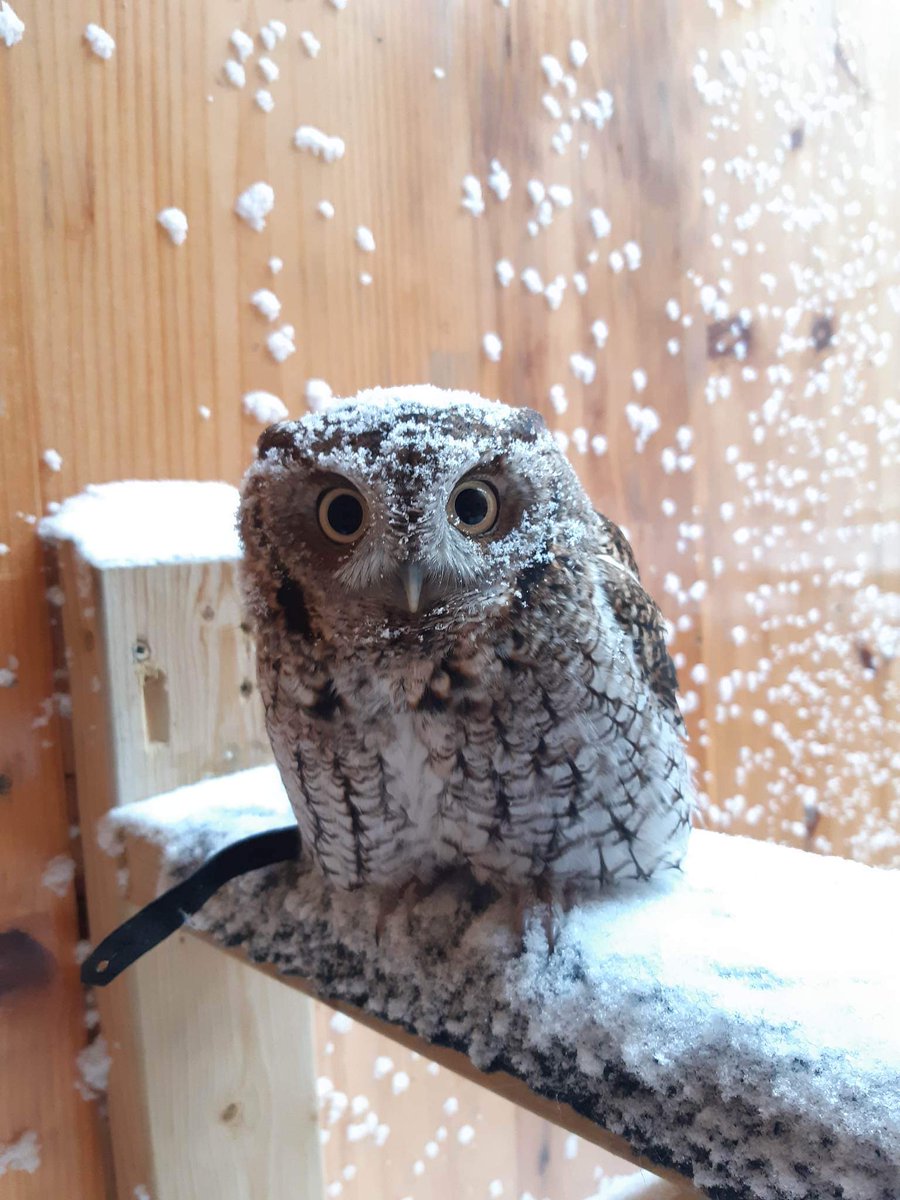 From all of us at WO (feathered and non-feathered), we wish everyone a safe, snowy, and happy holiday! 🎄❄️