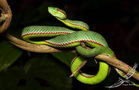 Random Snake Facts tweet media