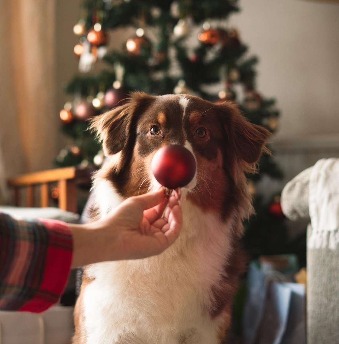 Monika Strauja tweet media