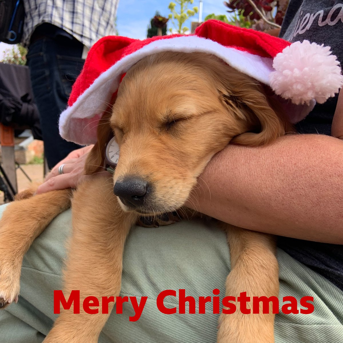 Ned was only a small puppy when we filmed Friday's Christmas Special, hence his absence on screen. But that didn't stop him from getting into the festive spirit! Merry Christmas 🎅🎄🎁 #GardenersWorld #BehindTheScenes #FeelingFestive #DogsOfTwitter #Christmas