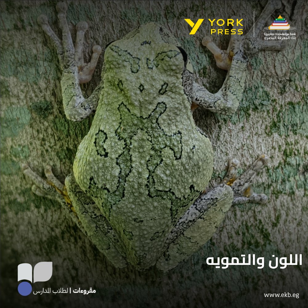 EKB_EG's tweet photo. ألوان النباتات والحيوانات تخدم عادةً أغراضًا معينة.

تعرف على أهمية لون الحيوان في نجاته من الافتراس من خلال  York Press عبر بنك المعرفة المصري: 

https://t.co/RbsqfQYzuN https://t.co/ODFrRZlCSp
