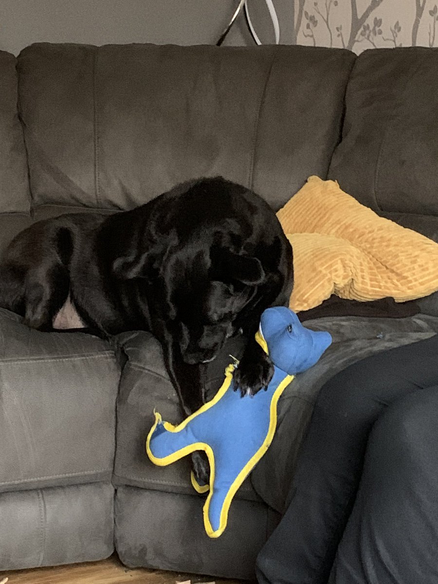 shoppers3612's tweet photo. Safe to say Winston loves his #rufferandtuffer dinosaur from @PetsatHome, not quite as tough as original thought! We may need another one, this has lasted all of 2 hours! https://t.co/llY8Mr2lrm