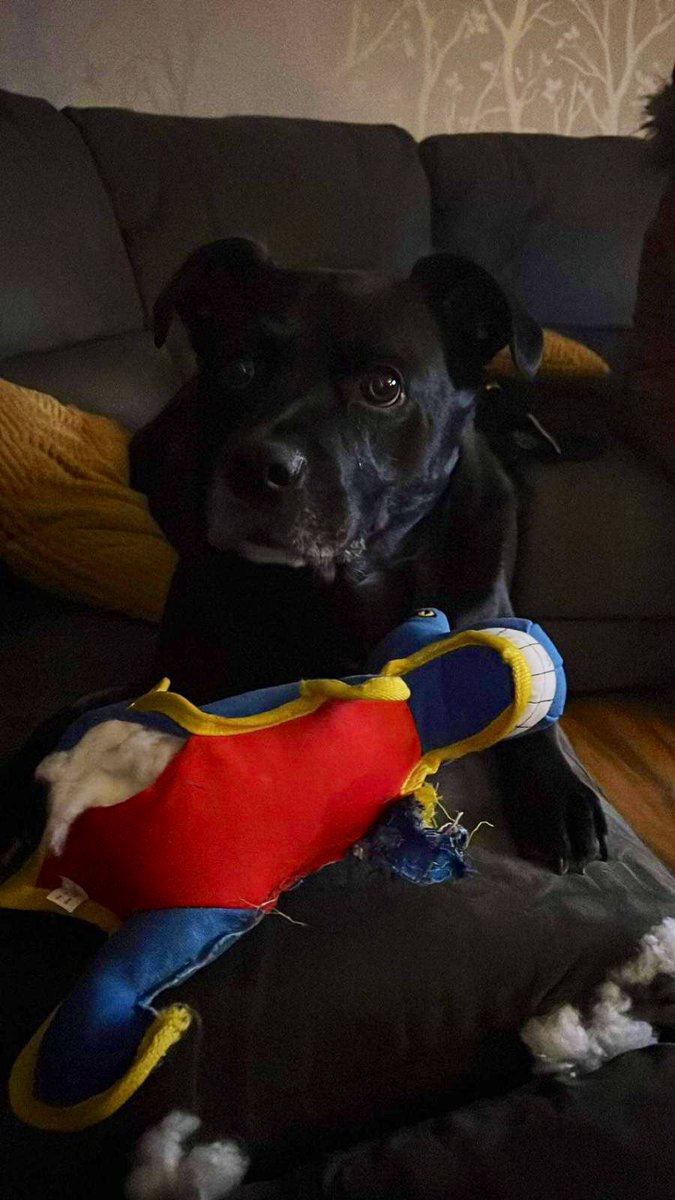 shoppers3612's tweet photo. Safe to say Winston loves his #rufferandtuffer dinosaur from @PetsatHome, not quite as tough as original thought! We may need another one, this has lasted all of 2 hours! https://t.co/llY8Mr2lrm