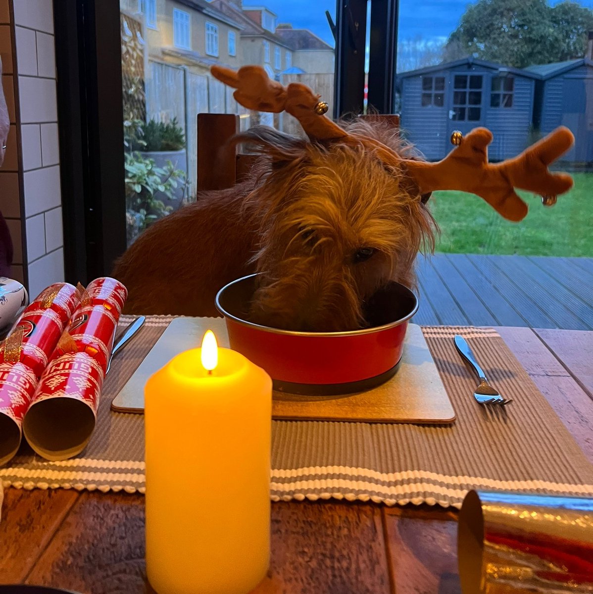 Merry Christmas chums 🐾