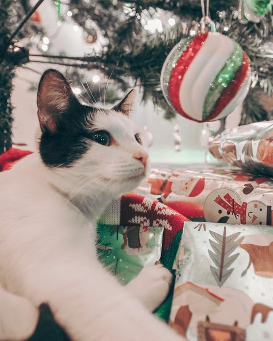 2 pic. Merry Christmas! https://t.co/gfYnO2kcM8