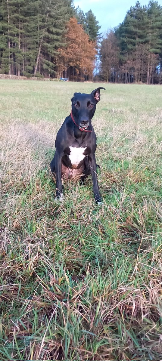 willcookie98's tweet photo. Walking Blade and listening to Meshuggah is the perfect way to spend Christmas day afternoon
Happy Christmas folks! https://t.co/zogvXTZpaH
