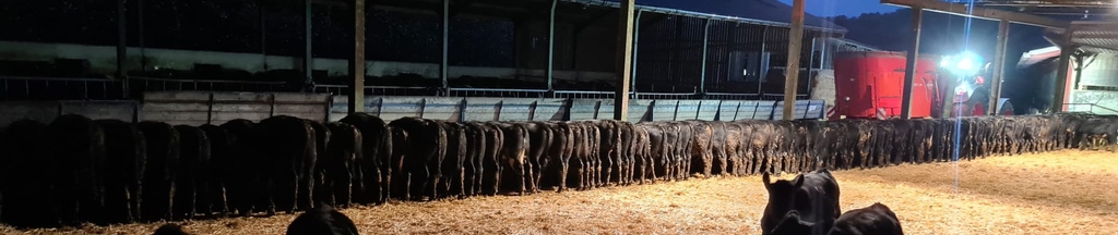 GamechangerFarm's tweet photo. Merry Christmas!
We are happy to see a batch of Gamechanger cattle digging into their Christmas dinner!
#businessofbeef #bladefarming #gamechangerbeef https://t.co/NvHW6HuJEG