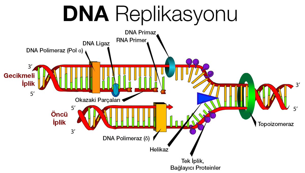 yalcindedeoglu's tweet photo. DNA Replikasyonu 🧬 https://t.co/rzqHBFvkex