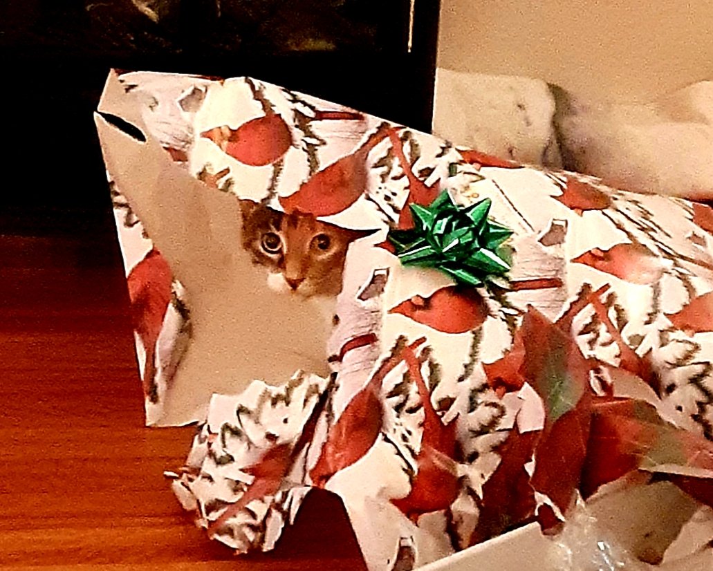 AngieInTO's tweet photo. May your day be as joyous as Molly's morning! Merry Christmas everyone! 🎄💖🎅 #TorontoCats #cats #catmom #xmascat #CatsofTwittter https://t.co/R4NsjEs9AG