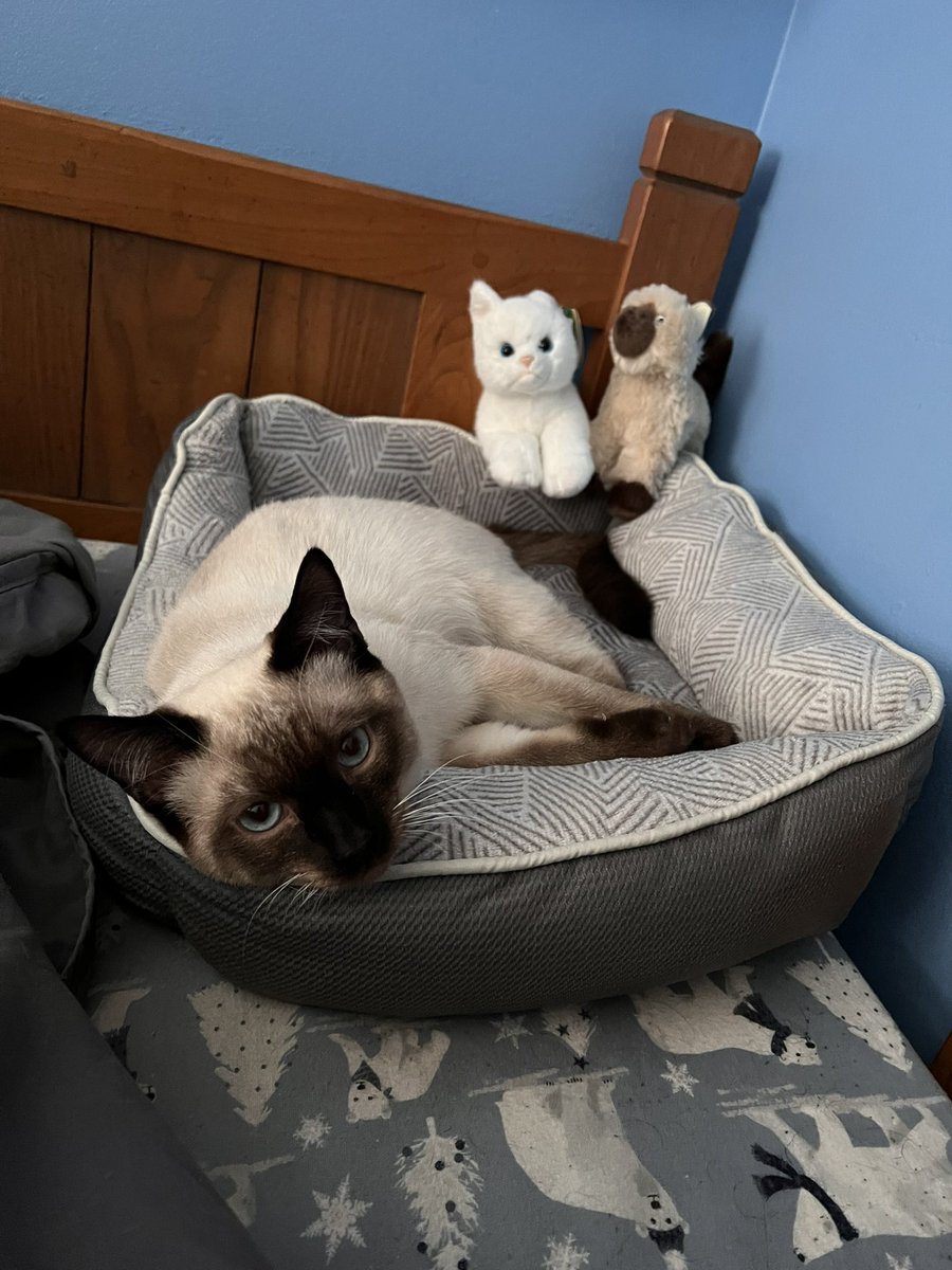 SuperWeegeeX's tweet photo. he likes his new bed https://t.co/Sf9MdbsUQz
