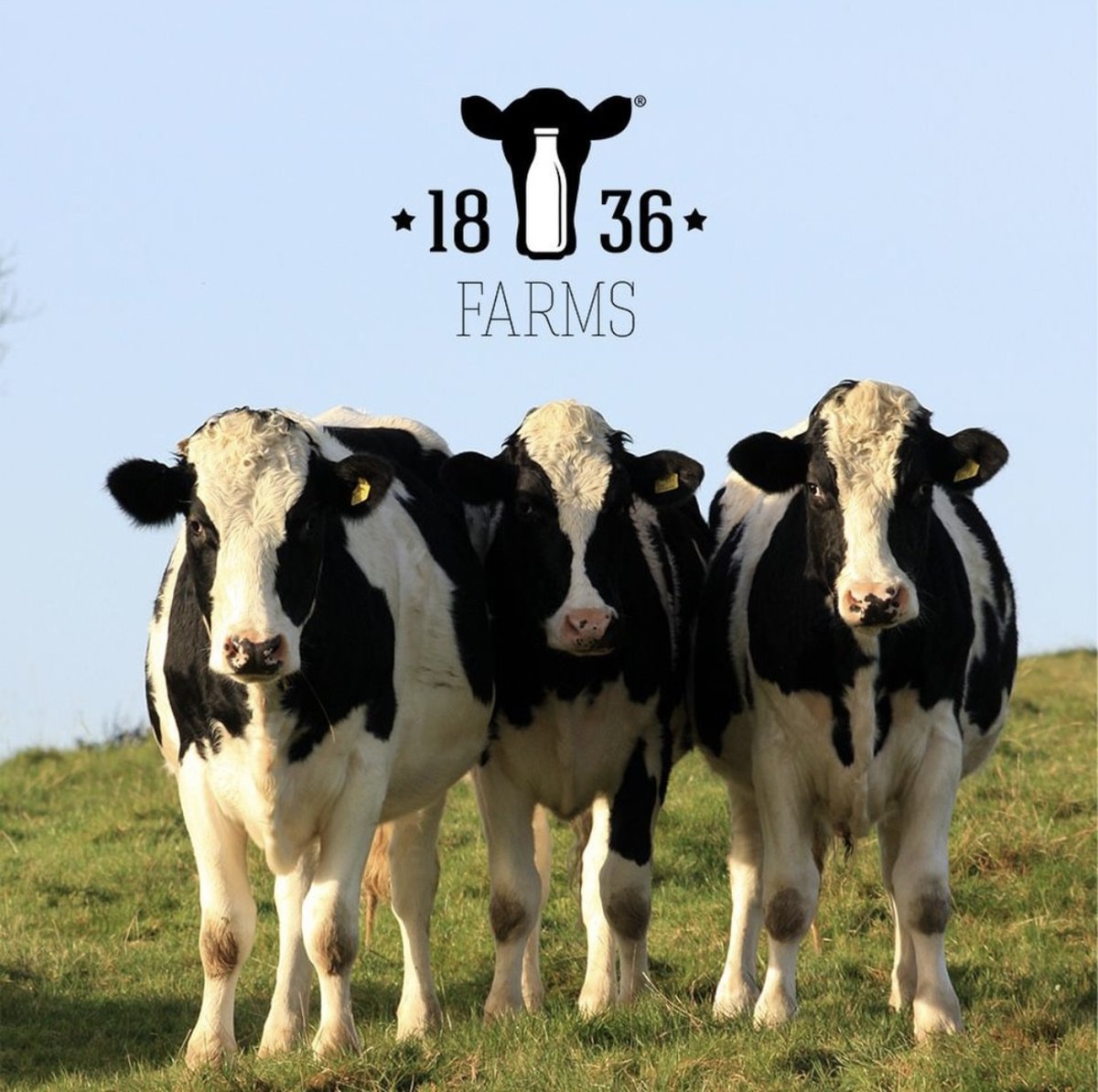 Today, and every day, we are thankful for friends and family like you. From our 1836 Farms family to yours, Thank you. Have a Merry Christ-moos! 🎄🐄