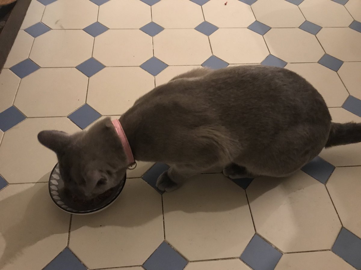 Catswhiskersuk's tweet photo. Christmas dinner is served for Pickle, Mico, Tabasco and Lily 🎄🥰 https://t.co/x6gtnLOxHH
