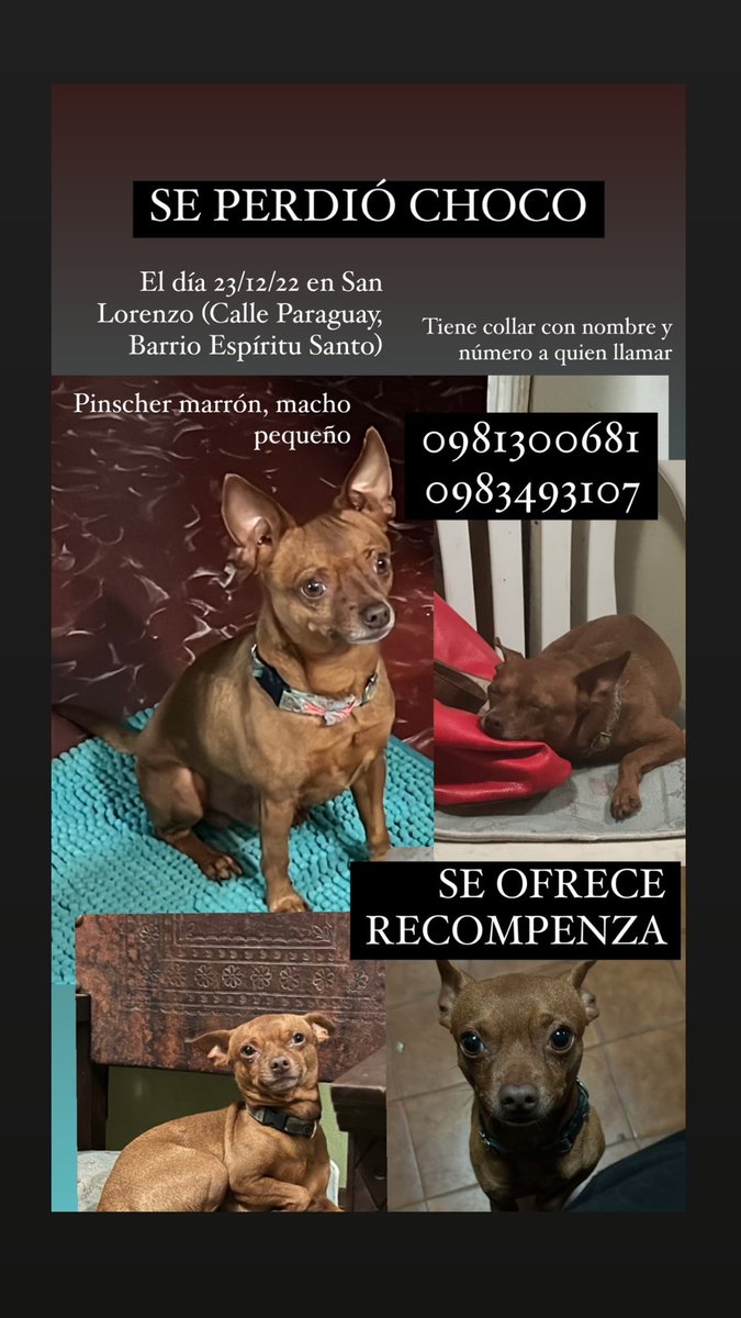 mbelcoria's tweet photo. Feliz Navidad para todos. El día de ayer en horas de la madrugada se escapó mi perrito en San Lorenzo.
Es un Pinscher tiene un collar con el nombre y mi número para llamar, pero aún nadie me ha llamado
Les agradecería mucho si vuelven a compartir, esperando un milagro de navidad. https://t.co/SB60n0gi3A