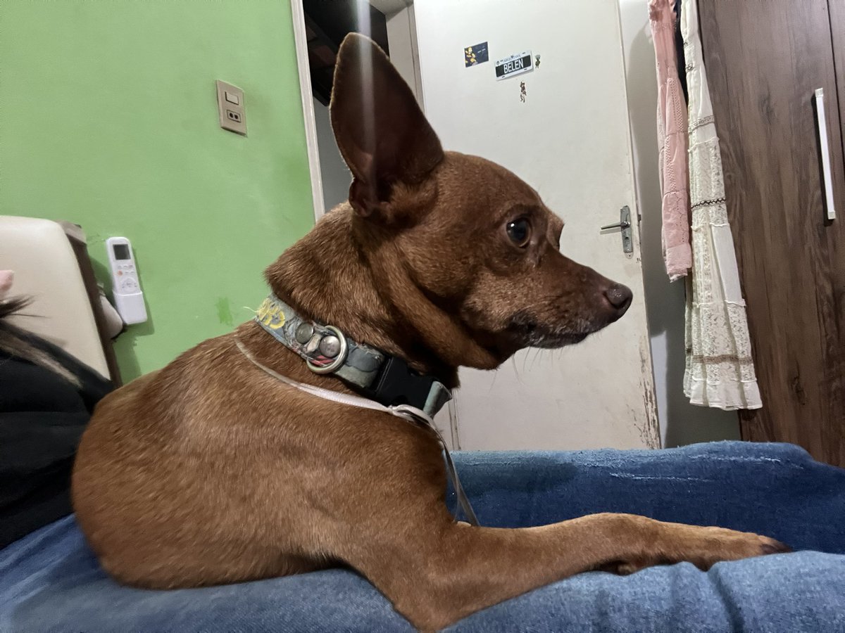 mbelcoria's tweet photo. Feliz Navidad para todos. El día de ayer en horas de la madrugada se escapó mi perrito en San Lorenzo.
Es un Pinscher tiene un collar con el nombre y mi número para llamar, pero aún nadie me ha llamado
Les agradecería mucho si vuelven a compartir, esperando un milagro de navidad. https://t.co/SB60n0gi3A