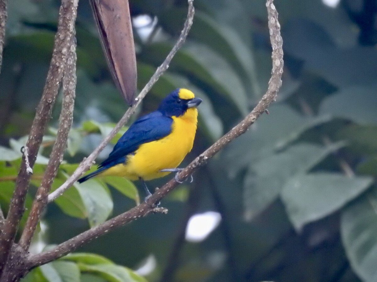ViejoEdy10's tweet photo. @colombia_hist Este “Pico Gordo” se avista en Carmen de Apicalá.
Fotos de @ViejoEdy10 https://t.co/NQsQroIwuc