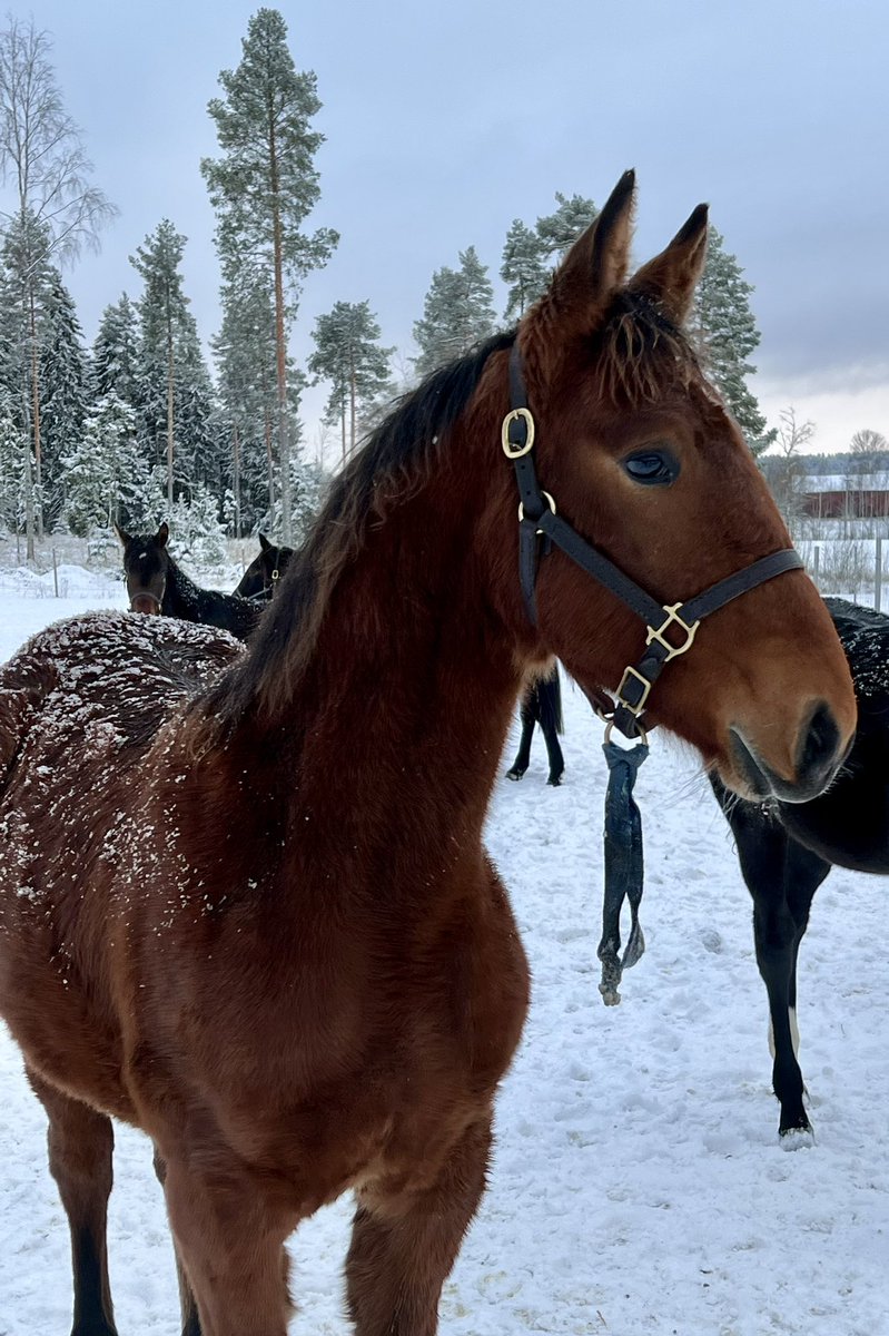 Wania weanlings -22 with old mom Phoenix Hornline