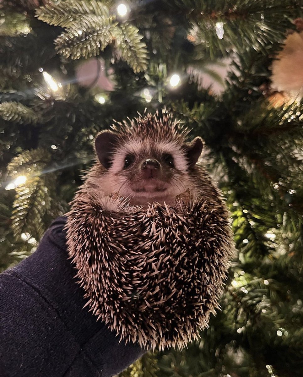 daily__hedgehog's tweet photo. Sunday 25th December, 2022 https://t.co/rS6umrQFxU