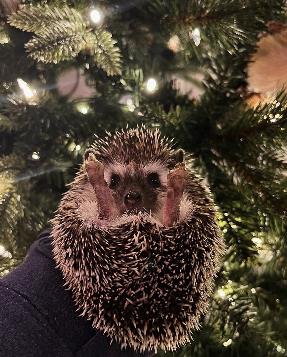 daily__hedgehog's tweet photo. Sunday 25th December, 2022 https://t.co/rS6umrQFxU