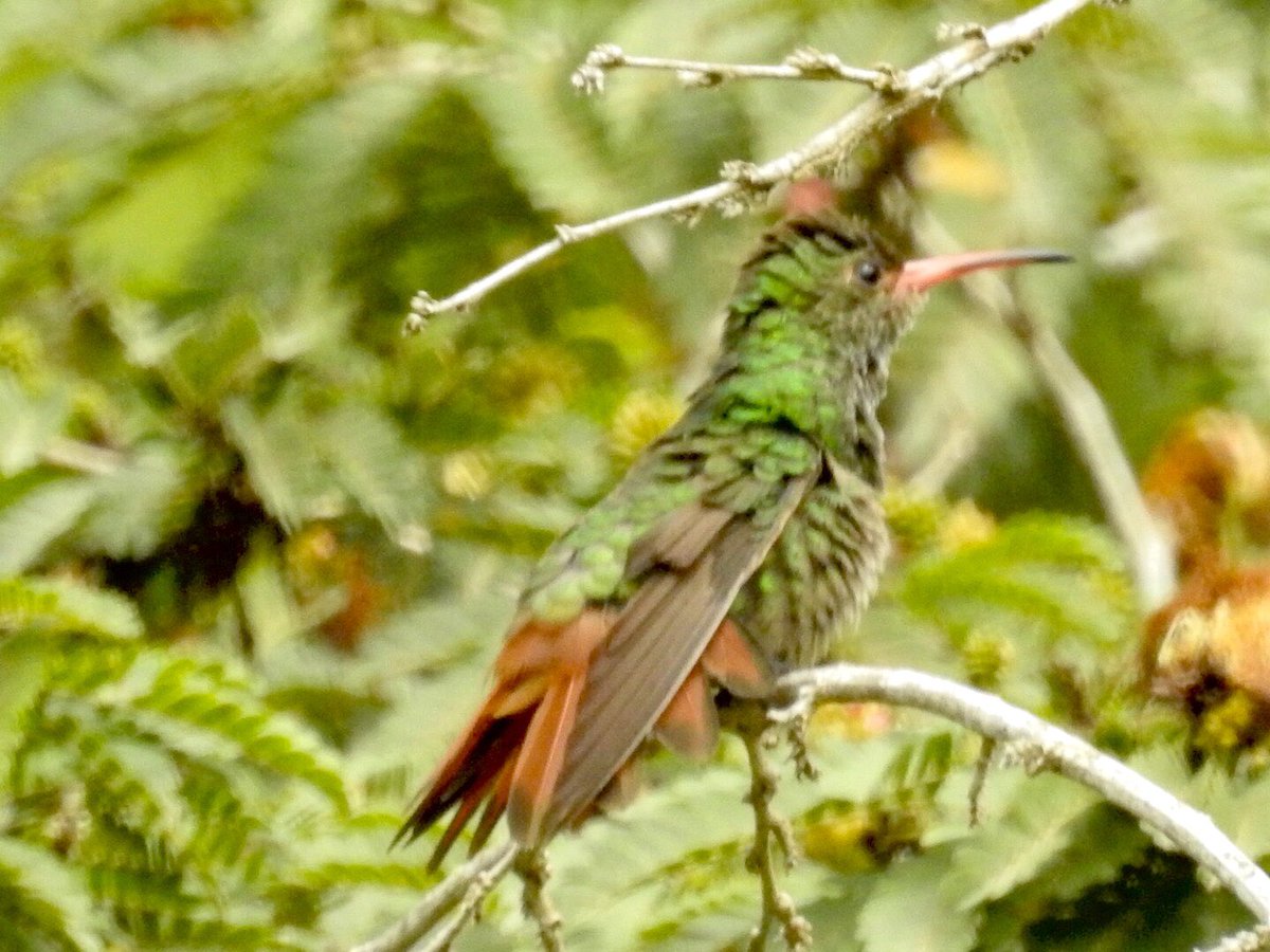 ViejoEdy10's tweet photo. @colombia_hist Colibrí tomando el sol en Carmen De Apicalá #ColombiaPaísDeAves
 Fotos de @ViejoEdy10 https://t.co/mEbnQQSbTv