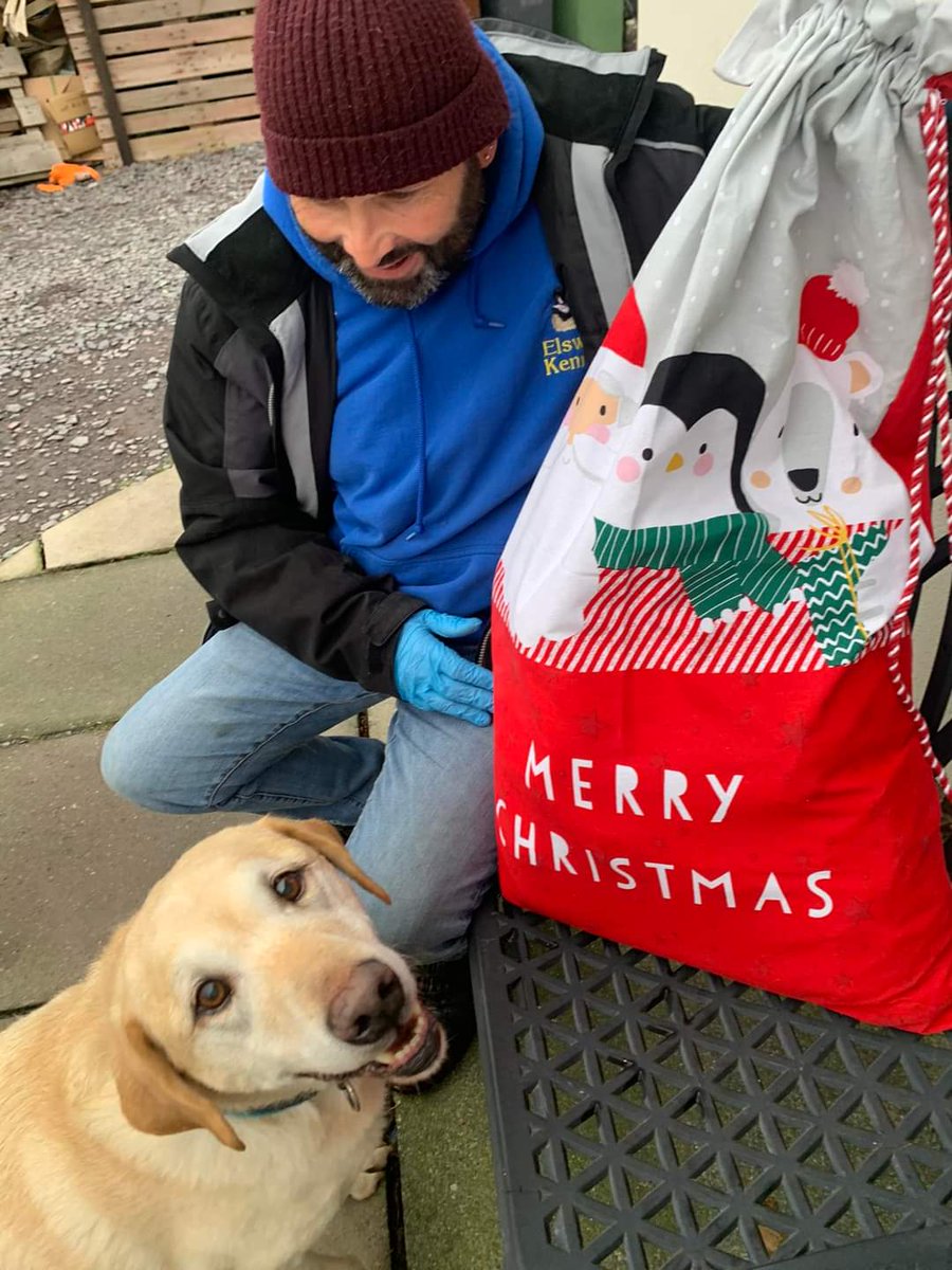 One of our lovely customers here at Elswick Kennels has brought a big sack full of blankets toys and treats for the rescue dogs ! 
Louis hopes his canine friends who aren’t as lucky as he is to have a wonderful loving home - like the toys and blankets but he’d like treats back