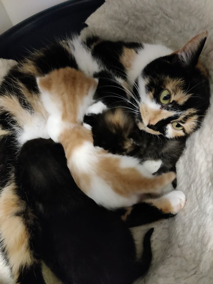 markackers's tweet photo. @charliersmith1 I’m adopting this momma cat and the ginger kitten in the new year. Momma was an abandoned cat that was taken in by Cats Protection. Can’t wait! #TalkWithCharlie https://t.co/nWLMxKRXC7
