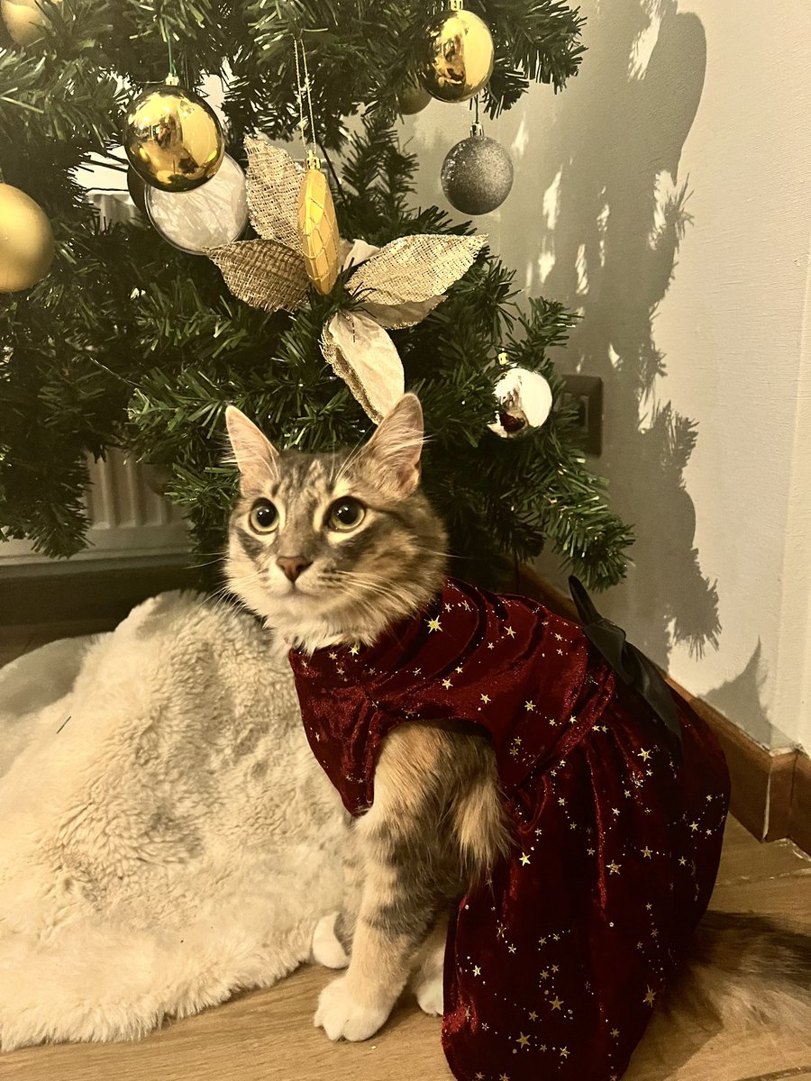 Noeehh's tweet photo. Feliz navidad 🫶🏻 https://t.co/v6vKOeEwUP