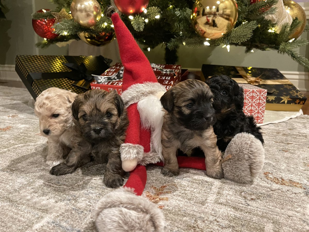 Bossbull's tweet photo. @elonmusk To you as well sir.  Thank you, and Merry Christmas! https://t.co/S3gDaJvzuG