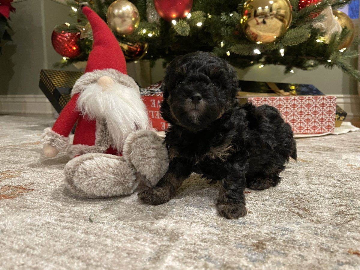 Bossbull's tweet photo. @elonmusk To you as well sir.  Thank you, and Merry Christmas! https://t.co/S3gDaJvzuG