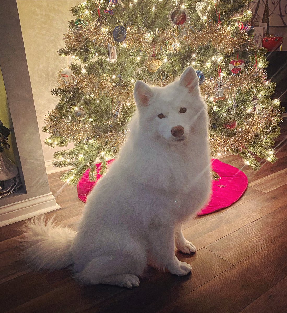 Merry Christmas to all who celebrate!  I’m feeling extra loved and spoiled by my grandpawrents today! 🎄❤️💚