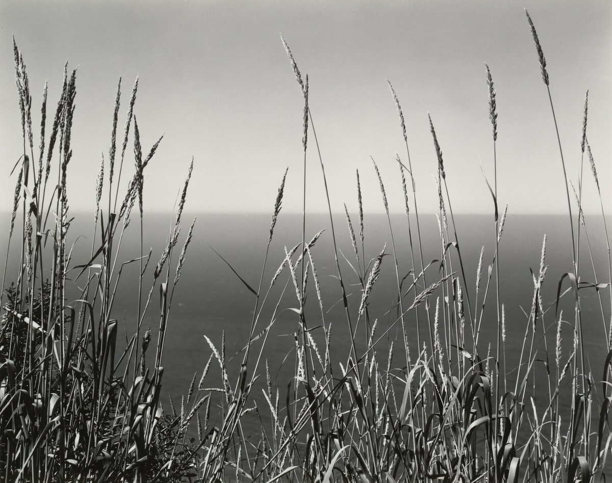 Edward Weston, Grass and Sea, Big Sur, 1937 #edwardweston #museumarchive moma.org/collection/wor…