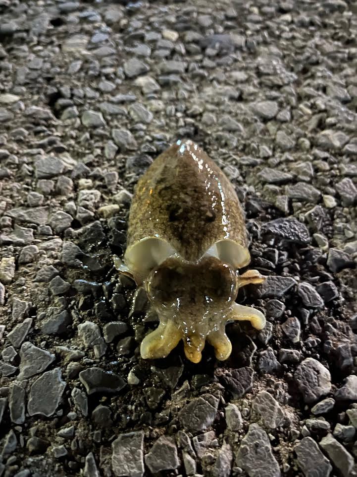 PescaenN's tweet photo. Los solté porque eran muy pequeños. ¡Mirad qué bonitos!
#squid #fishing #eging #cute #jibia #sepia #animales #animals #animal #sea https://t.co/eCfihg8kkQ